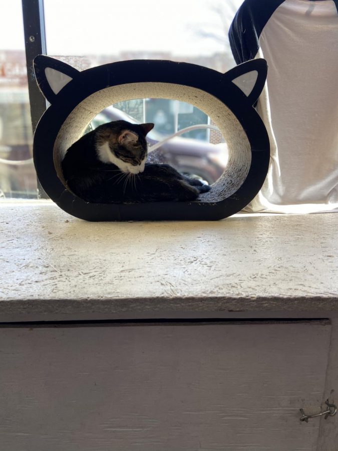 Content, a cat lazily soaks up the sun in the window of the Denver Cat Company. 