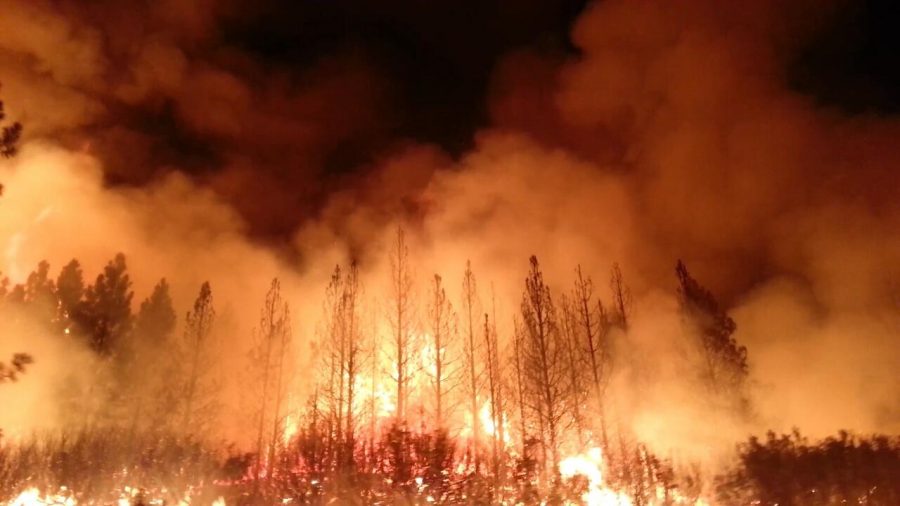 Australia bushfires ravage the environment.