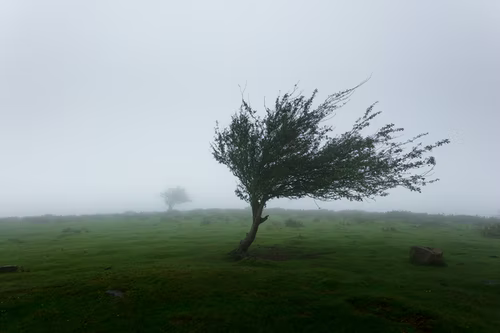 Winds ruined some landscapes including trees being broken.