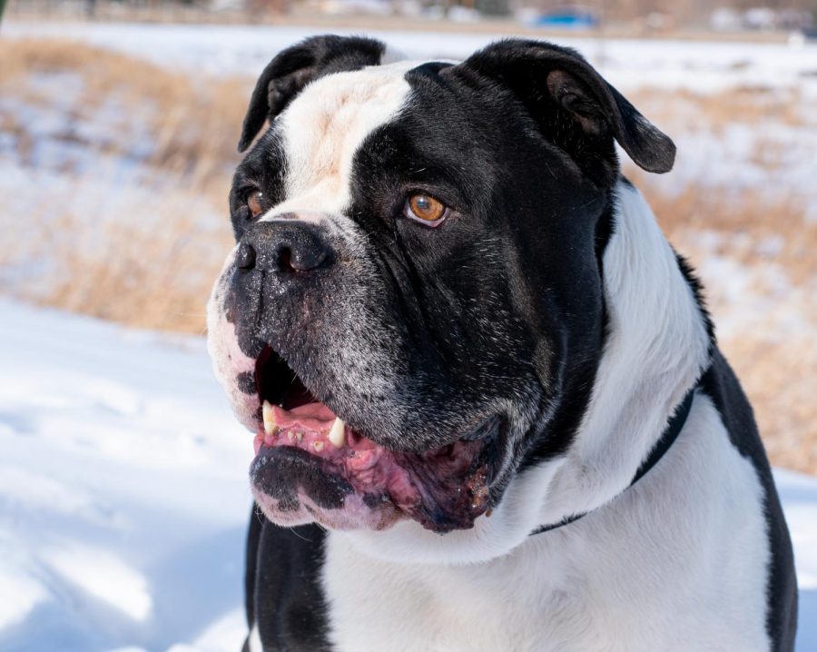 Sweet boy Tonka was previously one of Foothills Animal Shelter’s longest stays.