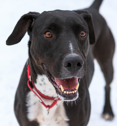 Vito is a 5 year old labrador retriever who has been with Foothills Animal shelter for over a month now, and is currently one of their longest stays. 