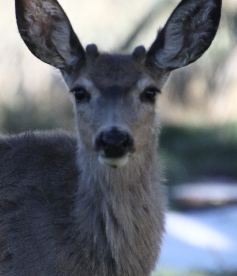 Mule deer are spread across the western U.S. as long as the vegetation is sufficient and they have plenty of places to hide from predators. The diet of a mule deer consists of grass and other shrubs. 