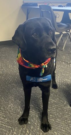 Raven is a facility dog that works in the transition program at Dakota Ridge High School. 