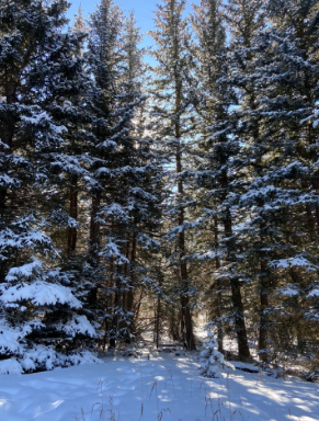 Deforestation is also a major contributor to climate changes because it releases carbon dioxide into the atmosphere and ruins bio diversity in ecosystems. Photo taken in Estes Park Colorado. 